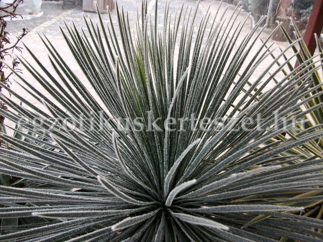 yucca linearifolia